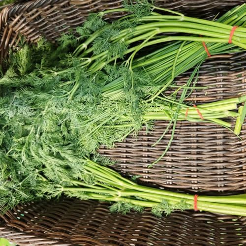 Semi di aneto, resistenti Aneto graveolens, rare semi di medicinali selvatiche 100pcs