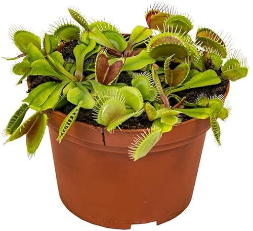 DECOALIVE Planta Que Come Insectos Planta Carnívora Venus Natural