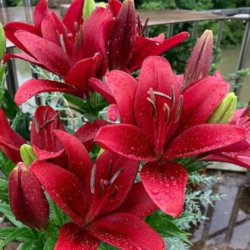 8 Pcs Lilien Zwiebeln - Lilium Brownii - Blumen Winterhart, Bienenfreund Lilien Knollen, Riesenlilien, Baumlilien, Blumenzwiebeln Mehrjährig Winterhart, Frühlingsblumen Blumenzwiebeln