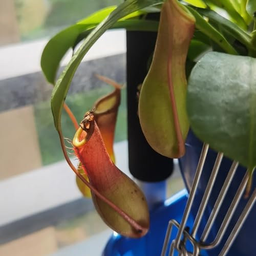 100 pcs kannenpflanze samen - Nepenthes - mini geschenke, zimmerpflanzen samen ostergeschenke, hochbeet balkon kletterpflanzen winterhart, garten steingartenpflanzen winterhart, topfpflanzen