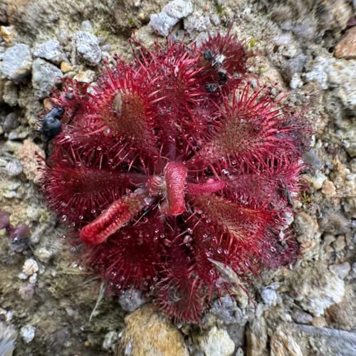 semi resistenti di drosera carnivoro, drosera, d'appartamento che purificano l'aria resistenti all'esterno rare, semi 125pcs