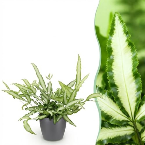 Pteris cretica Albolineata - Bandbräken - Husdjursvänlig växt - Grön - med Potter Grey - 20cm - Ø12cm - Krukväxt - Komplett set - Växt med kruka