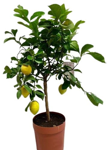 Limonero Auténtico Un Árbol Productor de Limones para tu Hogar