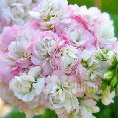 Kalash nouvelle 100 PCS graines Géranium fleur pour la lumière jardinageWhite rose 2