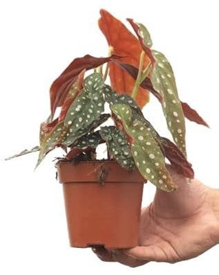 Begonia Bambú Natural Planta Ornamental para Decorar los Interiores de la Casa