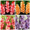 Gladiolos bulbos-Bulbos de flores ornamentales, fáciles de cultivar，Apto para principiantes-15 Bulbos-A