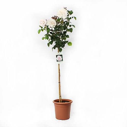 KENTIS - Rosier Parfumé Nacre Clair - Vraies Plantes Fleuries d'Extérieur - Vraies Roses en Pot - Plante de Jardin Décorative - H 180-190 cm Pot Ø 22 cm
