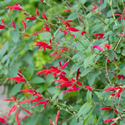 semillas de salvia - balcón, perennes resistentes trepadora, exóticas 350pcs