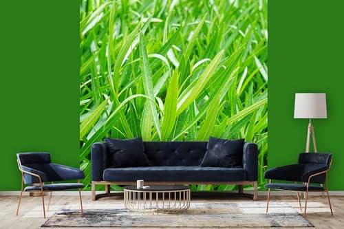 Glücksvilla - Fototapete, selbstklebend 240 x 300 cm (BxH) - div. Maße - Vlies-Tapete XXL moderne Wand-Deko - Hainsimse-Wiese - Fotografie Gras Blätter Wildnis Jungle Urwald Natur