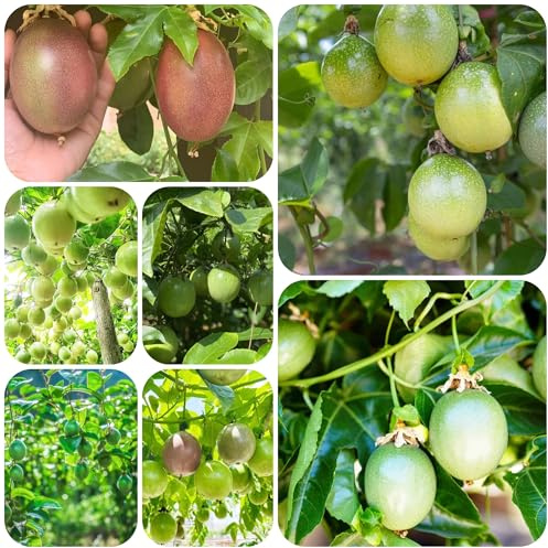 planta de maracuyá - semillas plantas decorativas plantas resistentes en macetas macetas fruto columnar semillas para camas elevadas plantas trepadoras resistentes - Serie de plantas 160pcs