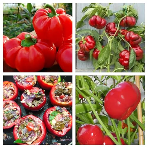 Semi di Peperoncino Topepo, 30 Semi, Piccantezza Leggera, per Coltivazione in Vaso e Orto, peperoncino di grandi dimensioni che ricorda un peperone Ideale per Ripieno