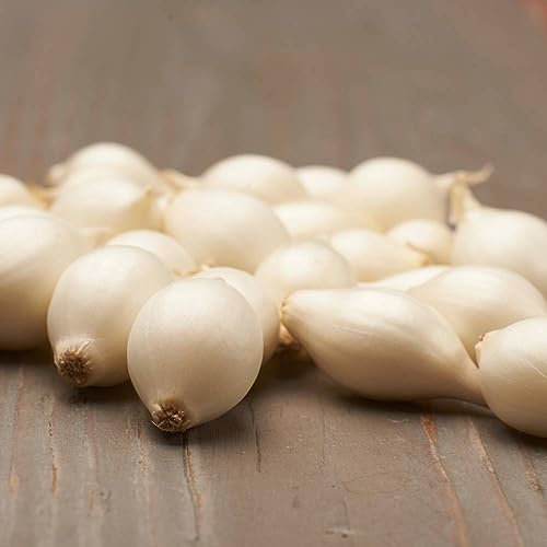 Oignons d'hiver Snowball (500 g), Oignon de légume doux et piquant, Bulbes à planter de haute qualité des Pays-Bas (pas de graines), Taille des bulbes à planter : 4-2 mm.