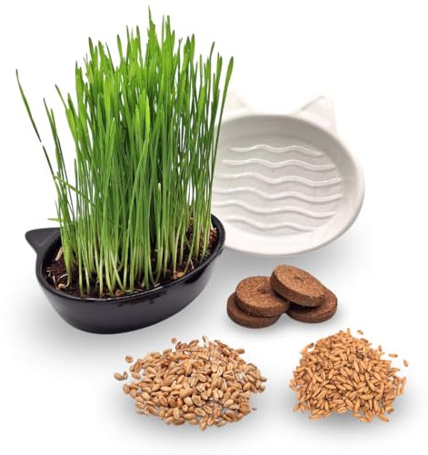 Katzengras Set - 4 Anzuchten mit 2 Katzenschalen aus Keramik schwarz/weiß mit 2 Katzengrassorten und Anzuchterde - Pflanzset mit Samen, Erde und Topf für Katzen