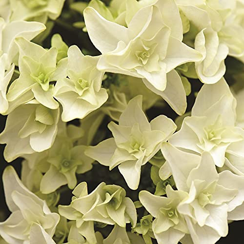 Hydrangea Double Dutch Gouda Beautiful Double Creamy-White Flowers Hardy Shrub Ideal for Patio Pots and Borders, 2 x Flower Plants in 14cm Nursery Pots by Suttons