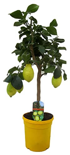 Limonero Planta Natural Árbol Limonero para Exterior Árbol Frutal