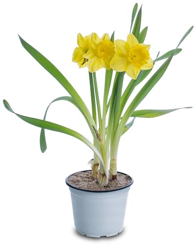 Bulbo de Narciso Natural Agrega Color a tu Jardín en Invierno