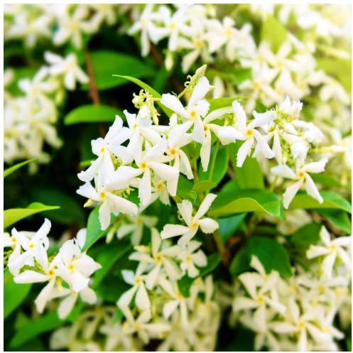 3 Star Jasmine Plants/Trachelospermum Jasminoides in 9cm Pots, Fragrant Flowers 3fatpigs®