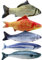 Cozlly 5 Stück Katzenspielzeug Fisch mit Katzenminze, 20CM Plüsch Fischspielzeug, Katzenminze Kissen, Spielzeug Katze, Katze Interaktive Spielzeug für Haustiere