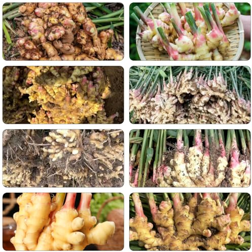 Jengibre silvestres de invierno semillas de decorativas hortícolas 70pcs