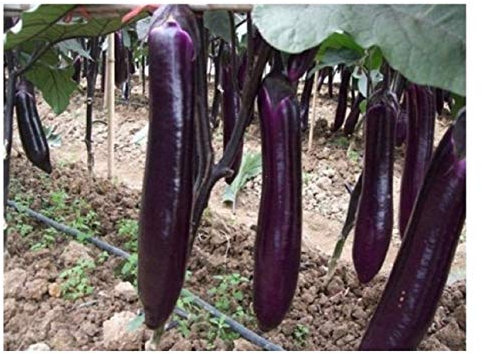 PREMIER SEEDS DIRECT - Aubergine - Long Purple - 2 Grams