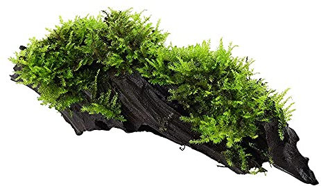 Plante d'aquarium Vesicularia montagnei « Christmas » Plante aquatique sur racine N° 003A YWS Plante d'aquarium Porte-racine Rhizome