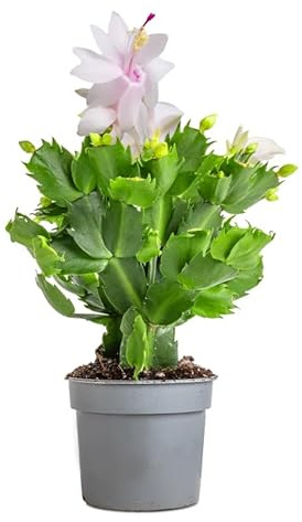 Cactus de Navidad Vivo Planta Natural con Flores y Fávil de Mantener