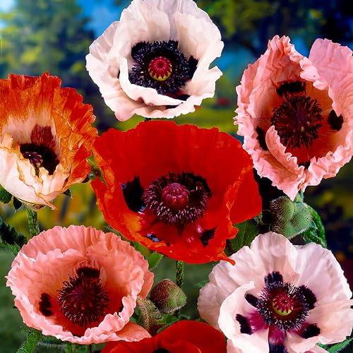 Collection de plantes vivaces Papaver Orientale résistantes à l'hiver (5 racines), mélange de 5 variétés de pavots pour le jardin, 1 de chaque couleur, hybrides blanc-rouge-rose-violet