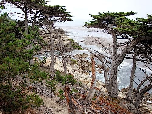 40 Graines de Cyprès de Monterey, Cèdre Citronné (Cupressus Macrocarpa)
