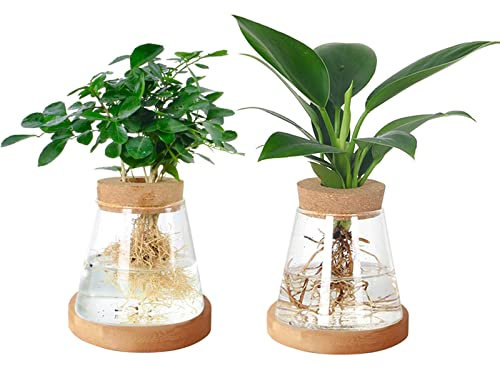 JOJOCY Lot de 2 vases en verre transparent pour avocat avec couvercle en bois et support en bambou pour la culture hydroponique, la maison, le bureau, la décoration de table