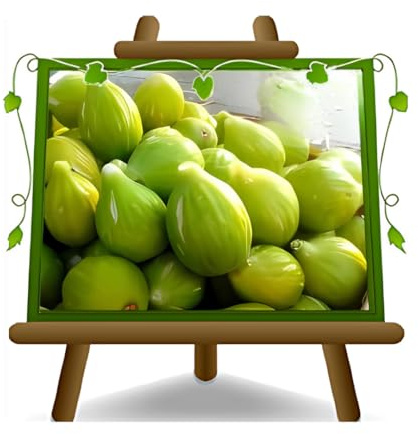 Figue St. John - Plante fruitière sur pot 20 - arbre max 170 cm - 2 ans