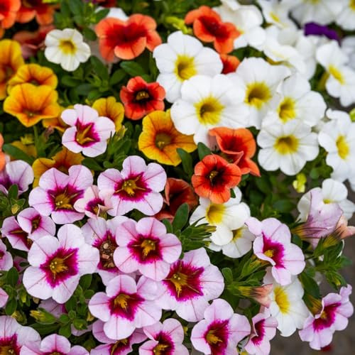 semi di viola del pensiero resistenti - giardino perenni estivi decorazione da balcone 250pcs