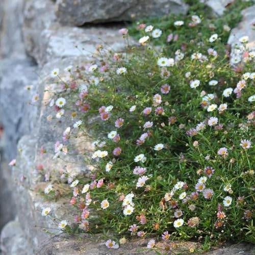 Semillas de margarita española, Semillas de cobertura del suelo resistentes Erigeron karvinskianus, 400pcs