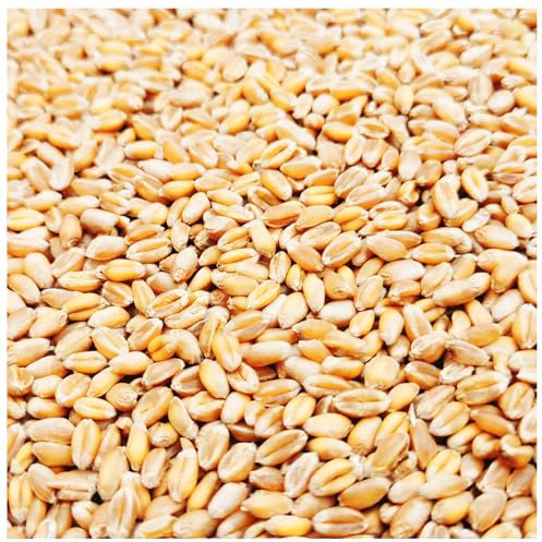 Petigi Weizen Futter 5-30 Kg Huehner Vogelfutter Getreide Fuer Hühner Sack Weizenkoerner Hühnerfutter Korn Essen Koerner Wildvögel Kaninchenfutter Ernte 2023, Gewicht:25 kg