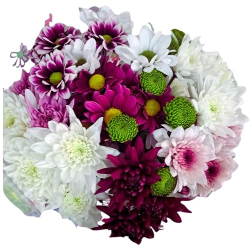 Ramo de Crisantemos Frescos DECOALIVE Bouquet de 100 Flores Frescas y Naturales