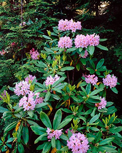 Close-up of Pacific rhododendron (Rhododendron macrophyllum) flowers blooming on plant Mt Hood National Forest Hood River County Oregon USA Poster Print by Panoramic Images (14 x 11)