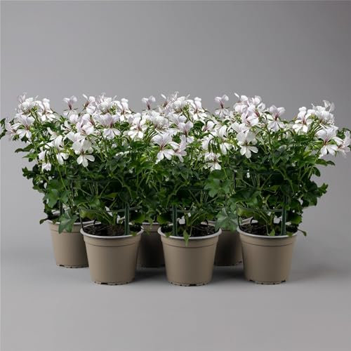 Geranie ''Villetta® White' weiß, hängend, Topf-Ø 13 cm, 6er-Set