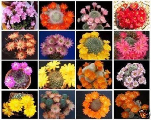 Graine de cactus Rebutia variété MIX couleur de fleur cactus cactus rare aloès Paquet de 100 graines