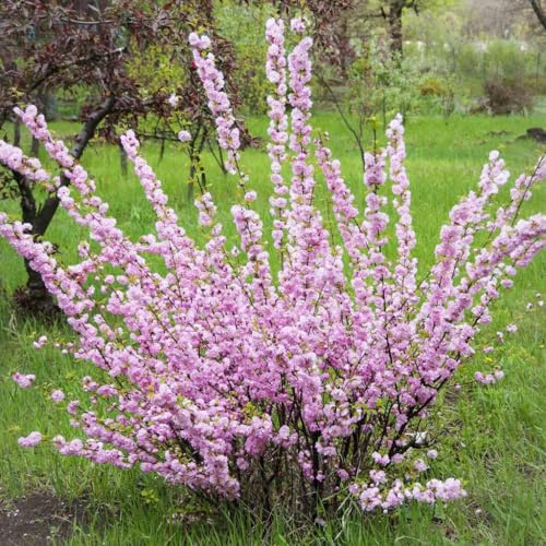 Mandelbäumchen 2L - Der Herold des wahren Frühlings
