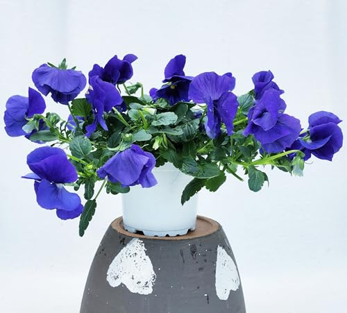 POWERS TO FLOWERS - VIOLE DEL PENSIERO, VIOLA A FIORE PENDULO BLU, SET 2 PIANTE VASO 12CM DIAMETRO, piante vere