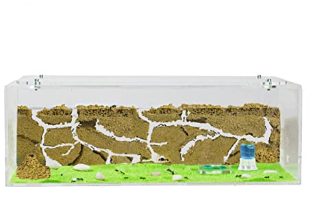 AntHouse - Natural Sand Ant Farm | Acrylic Big Starter Kit 30x15x10 cm