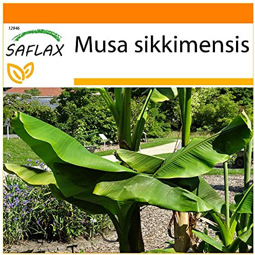 SAFLAX - Jardin dans le sac - Bananier de Darjeeling - 5 graines - Musa sikkimensis