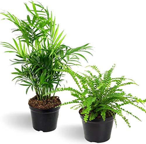 DECOALIVE Plantas Tropicales de Interior - Set de 2 Plantas Naturales - Seguras para Mascotas - Palmera de Interior y Helecho Rizado - 12 cm - 25-35 cm