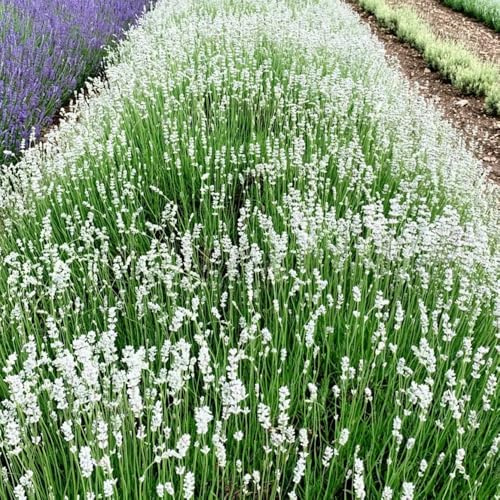 Semillas de lavanda, otoño resistentes resistentes de exterior regalos de jardín para mujeres 150pcs
