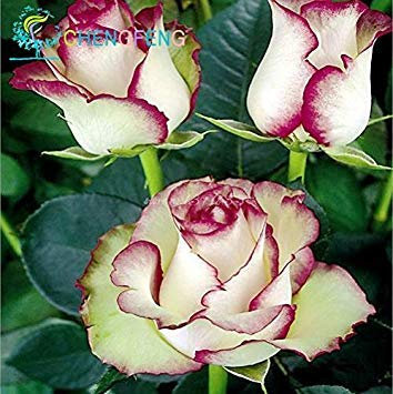 Seed Rose 17 Sorten Seltene farbige Rosen Sie können nicht den Balkon Topfrosen-Serie von Blumensamen 50 Stück verpassen