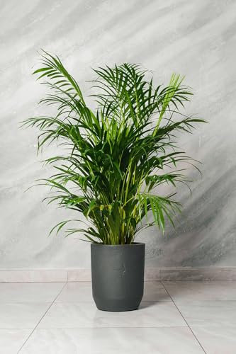Pianta di Areca Dypsis Lutescens vaso 20cm h 120cm foto reali