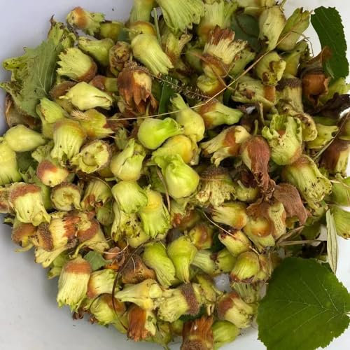 8 pcs haselnussstrauch kaufen samen, haselnuss pflanze winterhart, bonsai samen, bodendecker samen winterhart, haselnuss samen (Corylus avellana) zimmerpflanze, exotische pflanzen