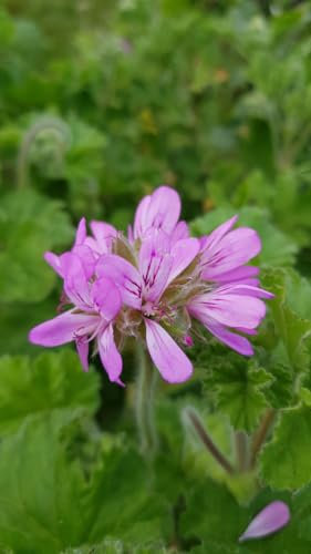 Pelargonium capitatum/Géranium au parfum de rose/Godet/Pelargonium botanique odorant