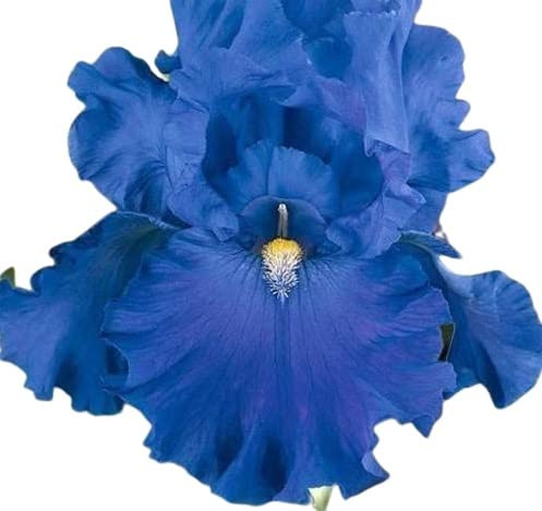 Votaniki Full Tide Blue Iris Bulbs for Fall Planting - Blue Flower Bearded Iris Bulbs – Re Blooming Iris Ready for Planting Iris Flowers Spring Bulbs to Plant in Spring and Fall