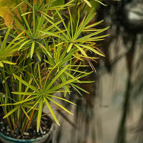 Easy Grow Seeds Umbrella Palm Tree Tropical House Plant 15 Fresh Rare Seeds Indoor Houseplant, Green