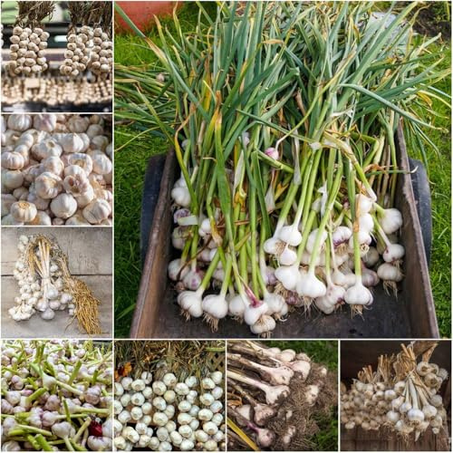 ajo - semillas semillas de ajo cocina balcón resistentes invierno camas elevadas para jardín resistentes Decoración balcón 660pcs